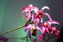 orchidees senat 022 * 4368 x 2912 * (5.4MB)